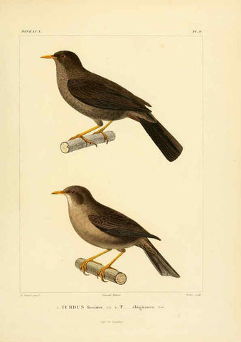 Reproducción/Reproduction 6303180034: Voyage dans l'Amérique Méridionale. v.9. Paris :Pitois-Levrault,1835-47