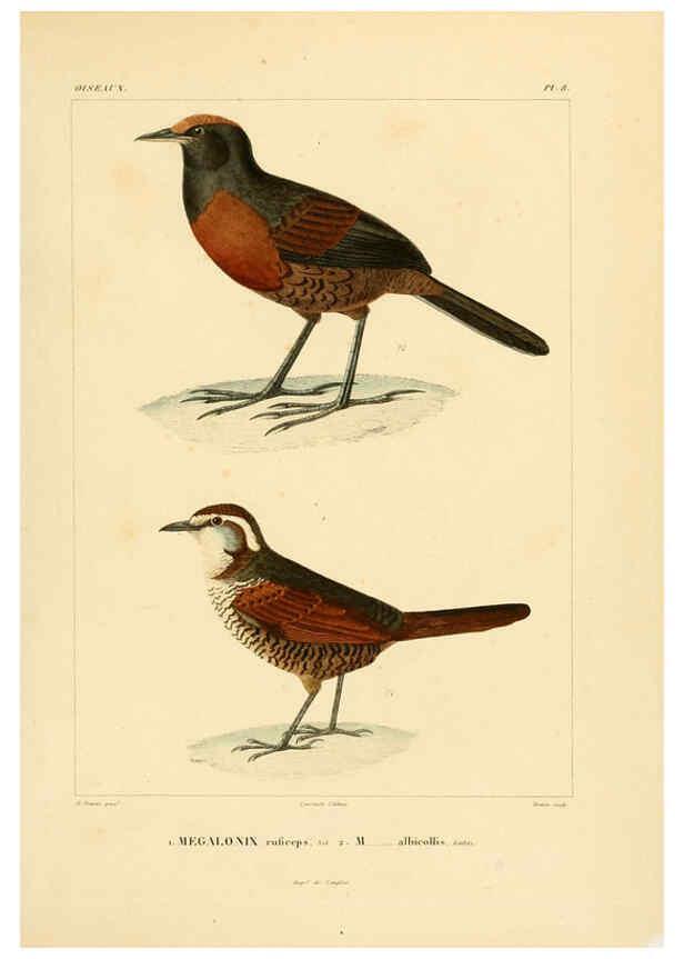 Reproducción/Reproduction 6302654519: Voyage dans l'Amérique Méridionale. v.9. Paris :Pitois-Levrault,1835-47