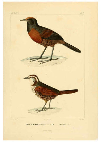 Reproducción/Reproduction 6302654519: Voyage dans l'Amérique Méridionale. v.9. Paris :Pitois-Levrault,1835-47