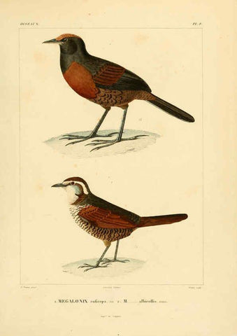Reproducción/Reproduction 6302654519: Voyage dans l'Amérique Méridionale. v.9. Paris :Pitois-Levrault,1835-47