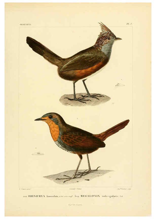 Reproducción/Reproduction 6303179458: Voyage dans l'Amérique Méridionale. v.9. Paris :Pitois-Levrault,1835-47