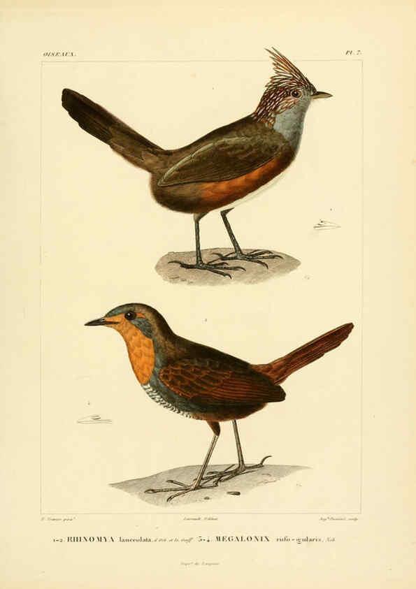 Reproducción/Reproduction 6303179458: Voyage dans l'Amérique Méridionale. v.9. Paris :Pitois-Levrault,1835-47