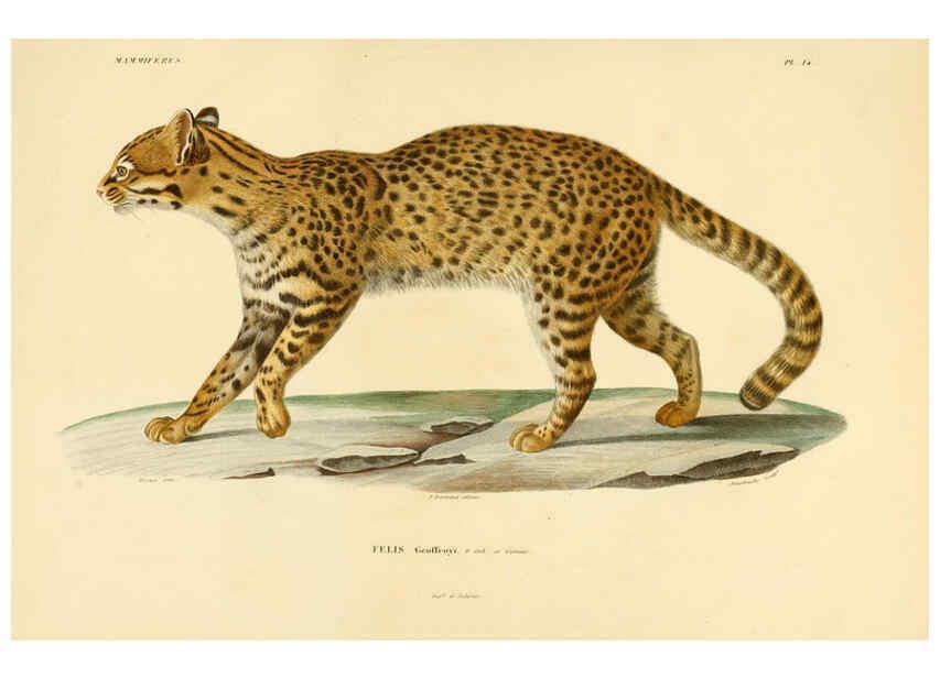Reproducción/Reproduction 6303173682: Voyage dans l'Amérique Méridionale. v.9. Paris :Pitois-Levrault,1835-47