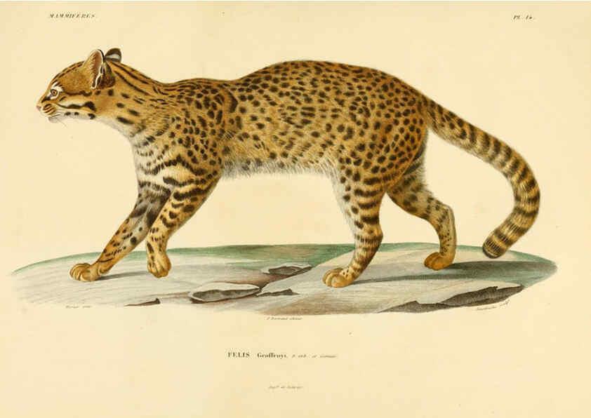 Reproducción/Reproduction 6303173682: Voyage dans l'Amérique Méridionale. v.9. Paris :Pitois-Levrault,1835-47
