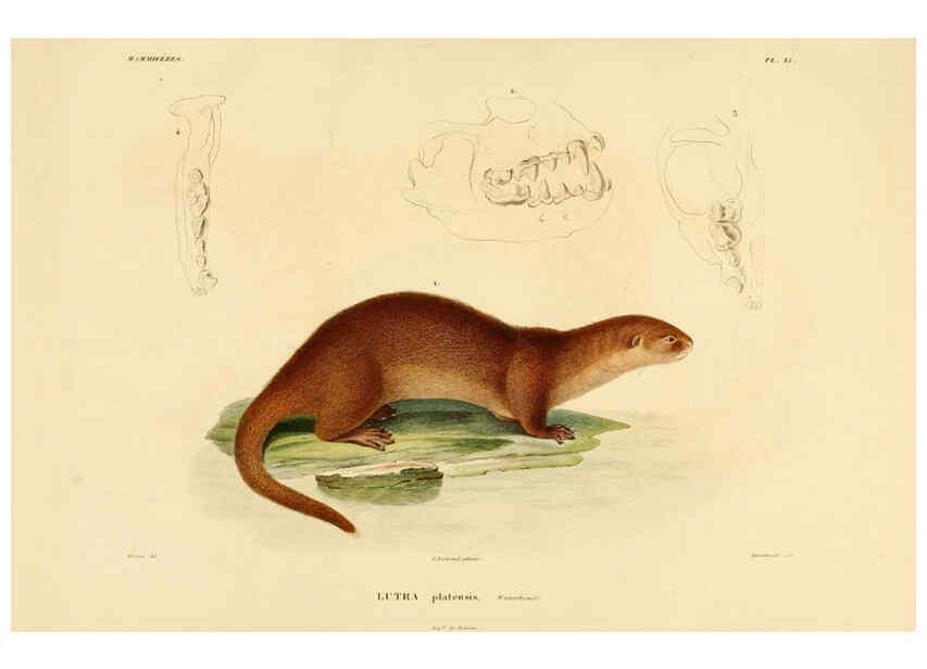 Reproducción/Reproduction 6303173928: Voyage dans l'Amérique Méridionale. v.9. Paris :Pitois-Levrault,1835-47