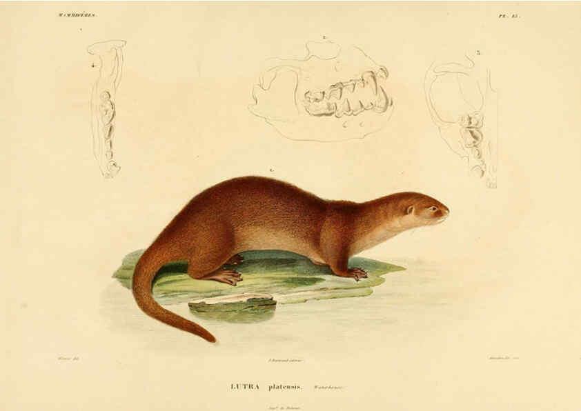Reproducción/Reproduction 6303173928: Voyage dans l'Amérique Méridionale. v.9. Paris :Pitois-Levrault,1835-47