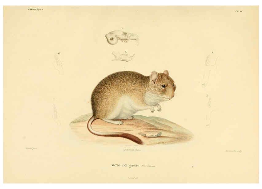 Reproducción/Reproduction 6302649183: Voyage dans l'Amérique Méridionale. v.9. Paris :Pitois-Levrault,1835-47