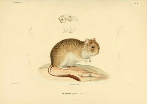 Reproducción/Reproduction 6302649183: Voyage dans l'Amérique Méridionale. v.9. Paris :Pitois-Levrault,1835-47