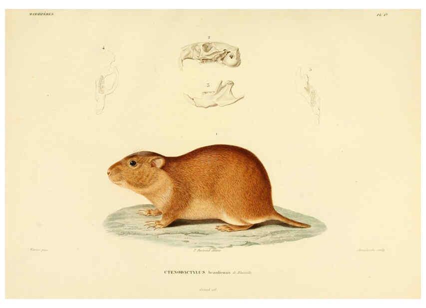 Reproducción/Reproduction 6303174440: Voyage dans l'Amérique Méridionale. v.9. Paris :Pitois-Levrault,1835-47