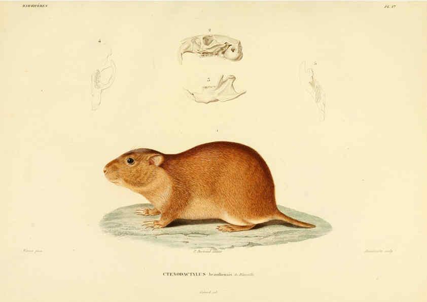 Reproducción/Reproduction 6303174440: Voyage dans l'Amérique Méridionale. v.9. Paris :Pitois-Levrault,1835-47