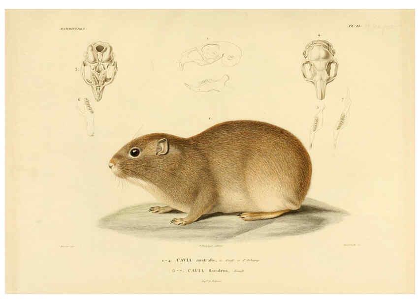 Reproducción/Reproduction 6302649595: Voyage dans l'Amérique Méridionale. v.9. Paris :Pitois-Levrault,1835-47