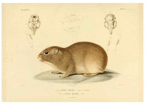 Reproducción/Reproduction 6302649595: Voyage dans l'Amérique Méridionale. v.9. Paris :Pitois-Levrault,1835-47