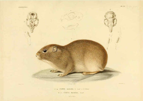Reproducción/Reproduction 6302649595: Voyage dans l'Amérique Méridionale. v.9. Paris :Pitois-Levrault,1835-47