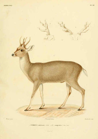 Reproducción/Reproduction 6303175092: Voyage dans l'Amérique Méridionale. v.9. Paris :Pitois-Levrault,1835-47