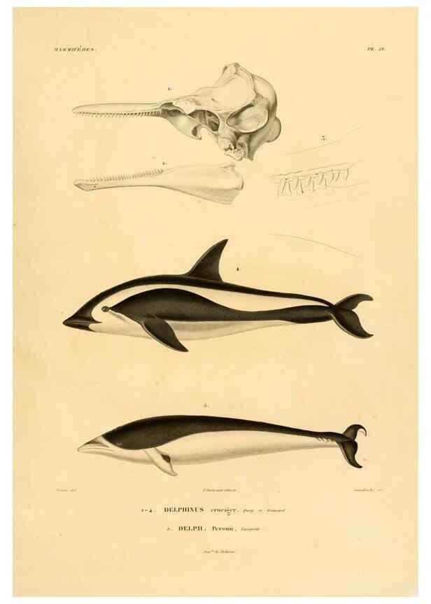 Reproducción/Reproduction 6302650159: Voyage dans l'Amérique Méridionale. v.9. Paris :Pitois-Levrault,1835-47