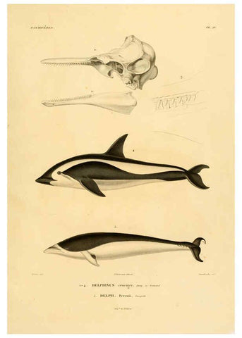 Reproducción/Reproduction 6302650159: Voyage dans l'Amérique Méridionale. v.9. Paris :Pitois-Levrault,1835-47