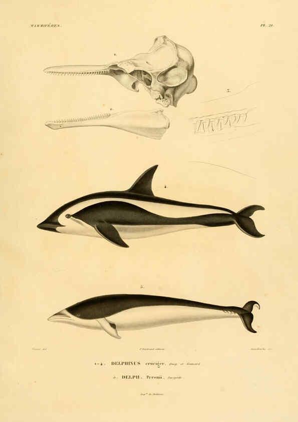 Reproducción/Reproduction 6302650159: Voyage dans l'Amérique Méridionale. v.9. Paris :Pitois-Levrault,1835-47