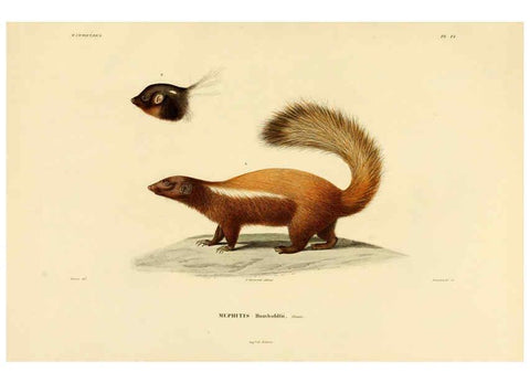 Reproducción/Reproduction 6302648159: Voyage dans l'Amérique Méridionale. v.9. Paris :Pitois-Levrault,1835-47