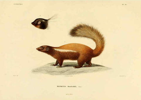 Reproducción/Reproduction 6302648159: Voyage dans l'Amérique Méridionale. v.9. Paris :Pitois-Levrault,1835-47