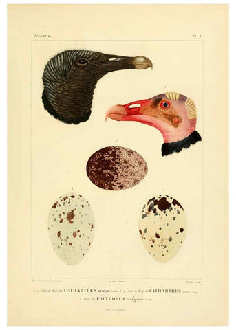 Reproducción/Reproduction 6303176166: Voyage dans l'Amérique Méridionale. v.9. Paris :Pitois-Levrault,1835-47