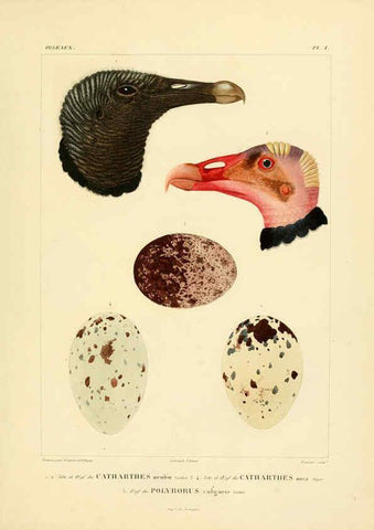 Reproducción/Reproduction 6303176166: Voyage dans l'Amérique Méridionale. v.9. Paris :Pitois-Levrault,1835-47