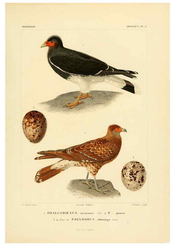 Reproducción/Reproduction 6303176458: Voyage dans l'Amérique Méridionale. v.9. Paris :Pitois-Levrault,1835-47