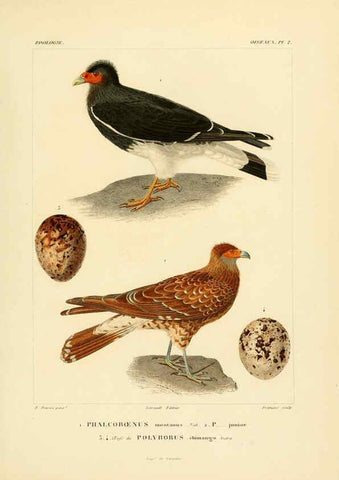 Reproducción/Reproduction 6303176458: Voyage dans l'Amérique Méridionale. v.9. Paris :Pitois-Levrault,1835-47