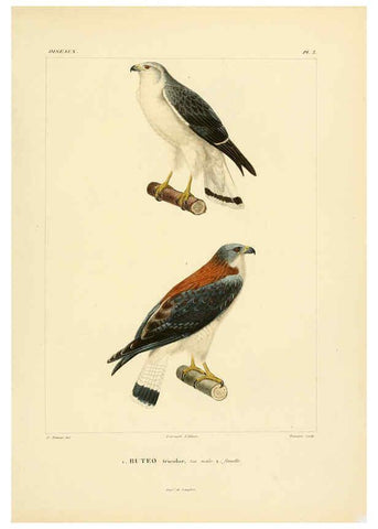 Reproducción/Reproduction 6303177030: Voyage dans l'Amérique Méridionale. v.9. Paris :Pitois-Levrault,1835-47