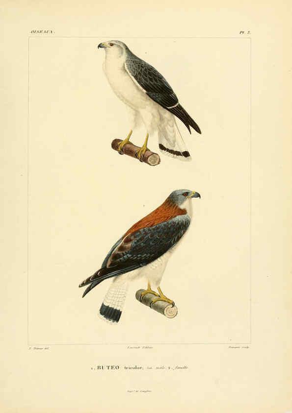 Reproducción/Reproduction 6303177030: Voyage dans l'Amérique Méridionale. v.9. Paris :Pitois-Levrault,1835-47
