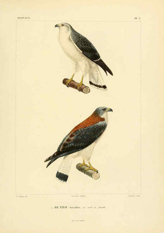 Reproducción/Reproduction 6303177030: Voyage dans l'Amérique Méridionale. v.9. Paris :Pitois-Levrault,1835-47