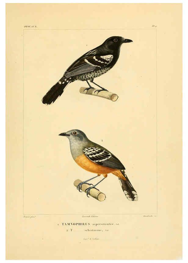 Reproducción/Reproduction 6303177296: Voyage dans l'Amérique Méridionale. v.9. Paris :Pitois-Levrault,1835-47