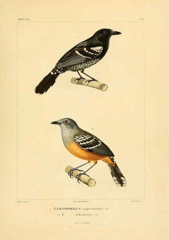 Reproducción/Reproduction 6303177296: Voyage dans l'Amérique Méridionale. v.9. Paris :Pitois-Levrault,1835-47