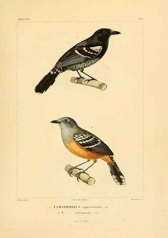 Reproducción/Reproduction 6303177296: Voyage dans l'Amérique Méridionale. v.9. Paris :Pitois-Levrault,1835-47