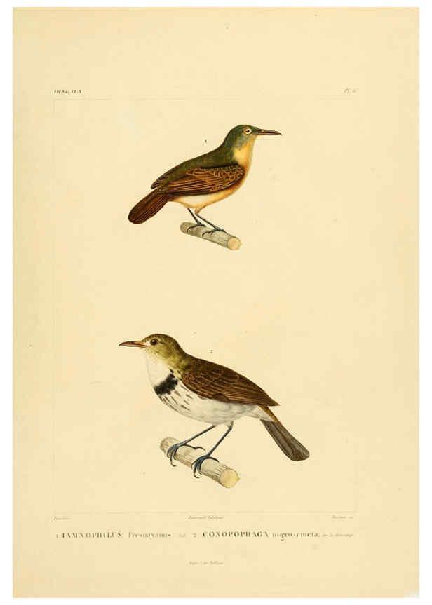 Reproducción/Reproduction 6302652715: Voyage dans l'Amérique Méridionale. v.9. Paris :Pitois-Levrault,1835-47