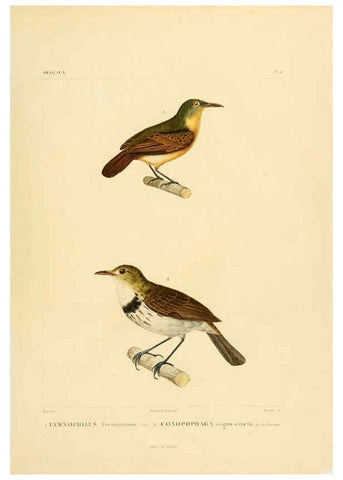 Reproducción/Reproduction 6302652715: Voyage dans l'Amérique Méridionale. v.9. Paris :Pitois-Levrault,1835-47