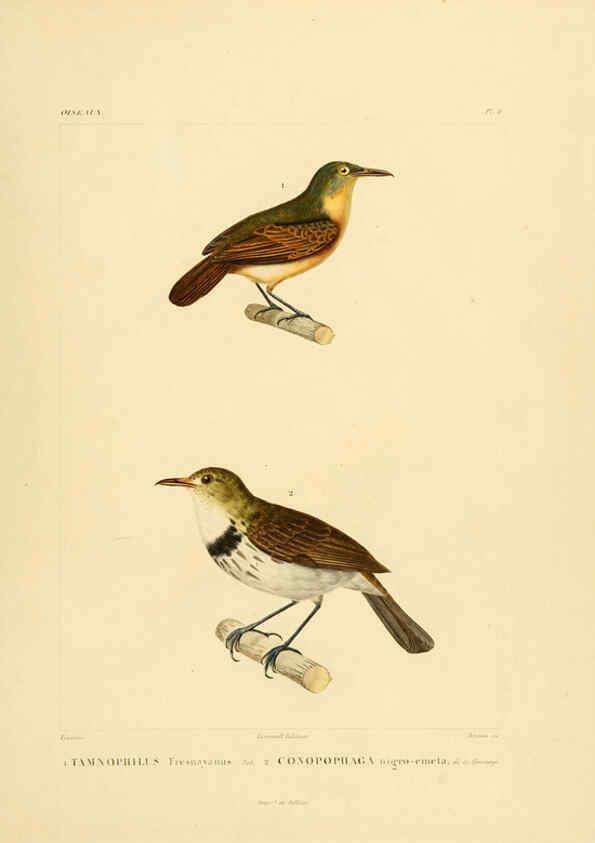Reproducción/Reproduction 6302652715: Voyage dans l'Amérique Méridionale. v.9. Paris :Pitois-Levrault,1835-47