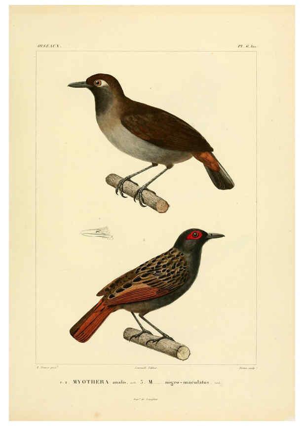 Reproducción/Reproduction 6302653973: Voyage dans l'Amérique Méridionale. v.9. Paris :Pitois-Levrault,1835-47