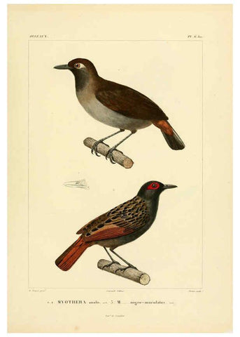 Reproducción/Reproduction 6302653973: Voyage dans l'Amérique Méridionale. v.9. Paris :Pitois-Levrault,1835-47