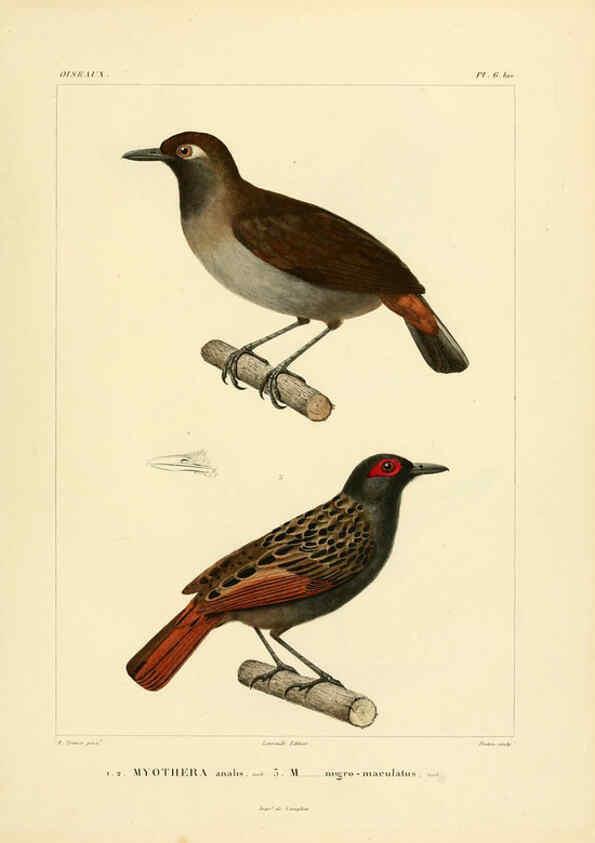Reproducción/Reproduction 6302653973: Voyage dans l'Amérique Méridionale. v.9. Paris :Pitois-Levrault,1835-47