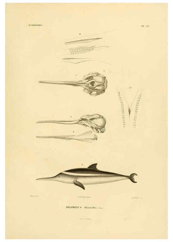 Reproducción/Reproduction 6303175822: Voyage dans l'Amérique Méridionale. v.9. Paris :Pitois-Levrault,1835-47