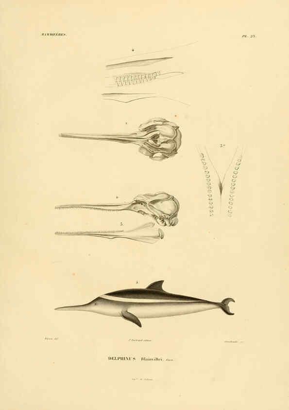 Reproducción/Reproduction 6303175822: Voyage dans l'Amérique Méridionale. v.9. Paris :Pitois-Levrault,1835-47