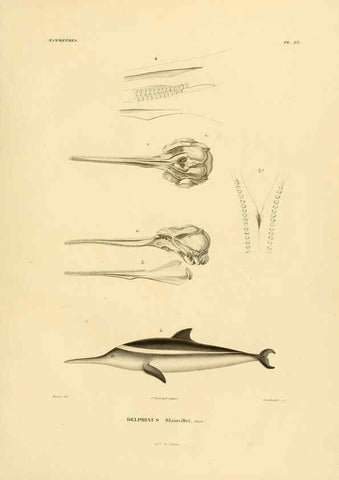 Reproducción/Reproduction 6303175822: Voyage dans l'Amérique Méridionale. v.9. Paris :Pitois-Levrault,1835-47