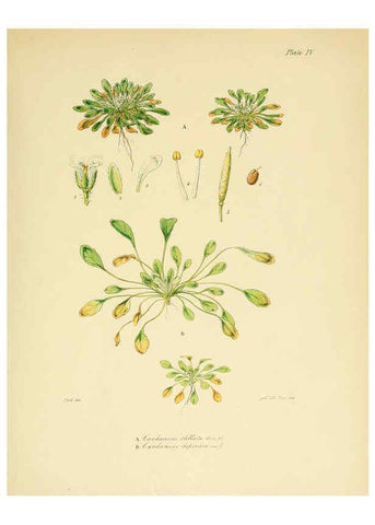 Reproducción/Reproduction 6302407843: The botany of the Antarctic voyage of H.M. discovery ships Erebus and Terror in the Years 1839-1843. v.1. plates London :Reeve Brothers,1844-60