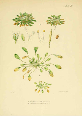 Reproducción/Reproduction 6302407843: The botany of the Antarctic voyage of H.M. discovery ships Erebus and Terror in the Years 1839-1843. v.1. plates London :Reeve Brothers,1844-60