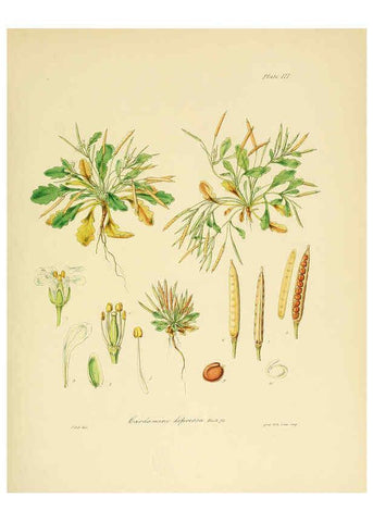 Reproducción/Reproduction 6302407601: The botany of the Antarctic voyage of H.M. discovery ships Erebus and Terror in the Years 1839-1843. v.1. plates London :Reeve Brothers,1844-60