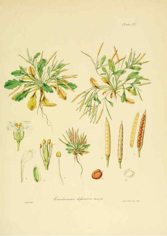Reproducción/Reproduction 6302407601: The botany of the Antarctic voyage of H.M. discovery ships Erebus and Terror in the Years 1839-1843. v.1. plates London :Reeve Brothers,1844-60