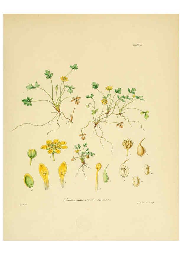 Reproducción/Reproduction 6302933276: The botany of the Antarctic voyage of H.M. discovery ships Erebus and Terror in the Years 1839-1843. v.1. plates London :Reeve Brothers,1844-60