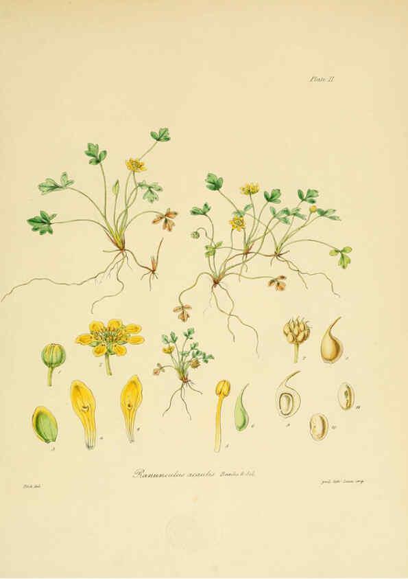 Reproducción/Reproduction 6302933276: The botany of the Antarctic voyage of H.M. discovery ships Erebus and Terror in the Years 1839-1843. v.1. plates London :Reeve Brothers,1844-60
