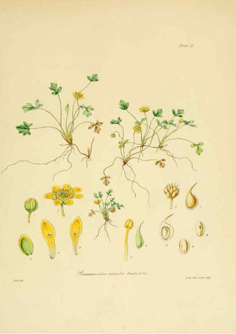 Reproducción/Reproduction 6302933276: The botany of the Antarctic voyage of H.M. discovery ships Erebus and Terror in the Years 1839-1843. v.1. plates London :Reeve Brothers,1844-60