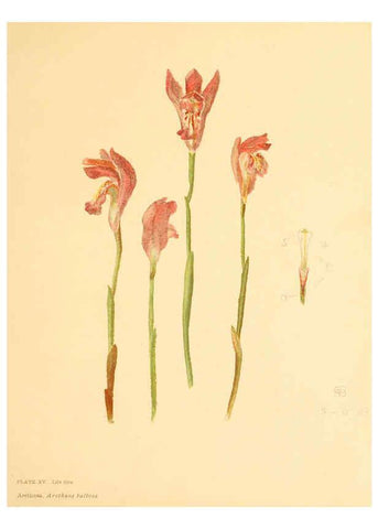 Reproducción/Reproduction 6302288966: Lilies and orchids New York,R. G. Cooke, incorporated,1906